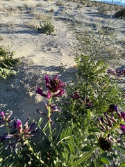 Astragalus crotalariae