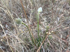 Ptilotus macrocephalus