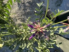 Astragalus crotalariae