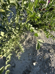 Astragalus crotalariae