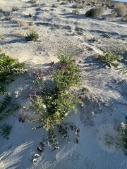Astragalus crotalariae
