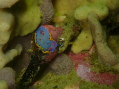 Hypselodoris bennetti