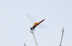 Aethriamanta nymphaeae