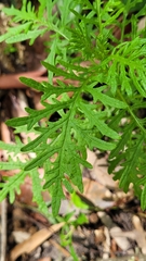 Senecio bipinnatisectus