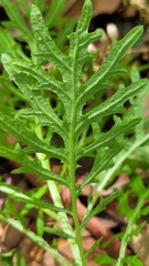Senecio bipinnatisectus