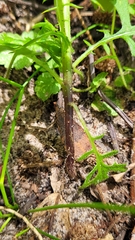 Senecio bipinnatisectus