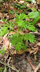 Senecio bipinnatisectus