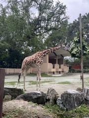 Giraffa
