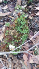 Dawsonia