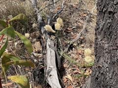 Ptilotus macrocephalus