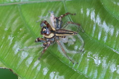 Telamonia