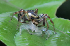 Telamonia