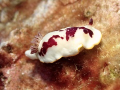 Goniobranchus splendidus