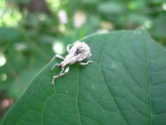 Dermatoxenus caesicollis