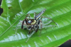 Telamonia