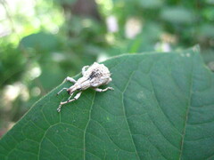 Dermatoxenus caesicollis