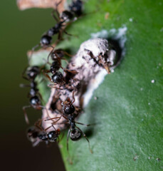 Dolichoderus thoracicus