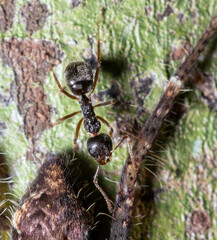 Dolichoderus thoracicus