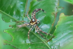 Telamonia
