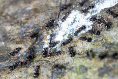 Dolichoderus thoracicus