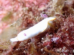 Goniobranchus verrieri