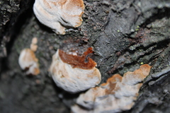 Phellinus