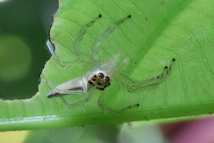 Telamonia