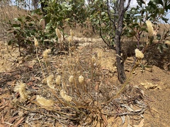 Ptilotus macrocephalus