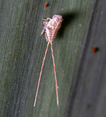 Lophopidae