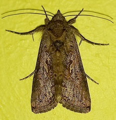 Autoplusia gammoides