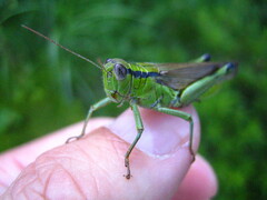 Ognevia longipennis