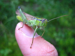 Ognevia longipennis