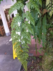 Asplenium pseudolaserpitiifolium