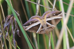 Chrysolarentia conifasciata