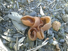 Pezizaceae