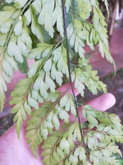 Asplenium pseudolaserpitiifolium