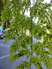 Asplenium pseudolaserpitiifolium