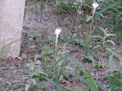 Zephyranthes chlorosolen
