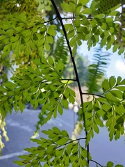 Asplenium pseudolaserpitiifolium