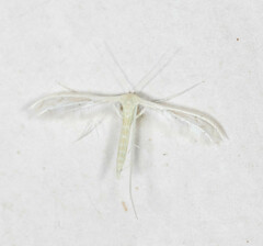 Pterophorinae