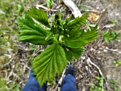 Crataegus chrysocarpa chrysocarpa