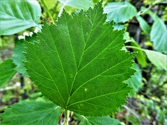 Crataegus chrysocarpa chrysocarpa
