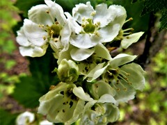 Crataegus chrysocarpa chrysocarpa