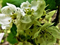 Crataegus chrysocarpa chrysocarpa