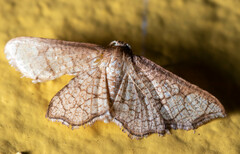 Thyrididae