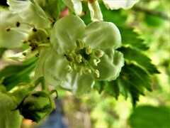Crataegus chrysocarpa chrysocarpa