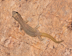 Hemiphyllodactylus