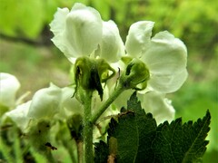 Crataegus chrysocarpa chrysocarpa