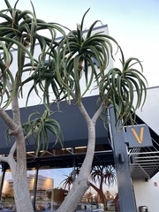 Aloidendron barberae