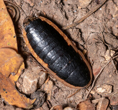 Juxtacalolampra marginata